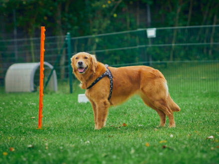 Lucy_training