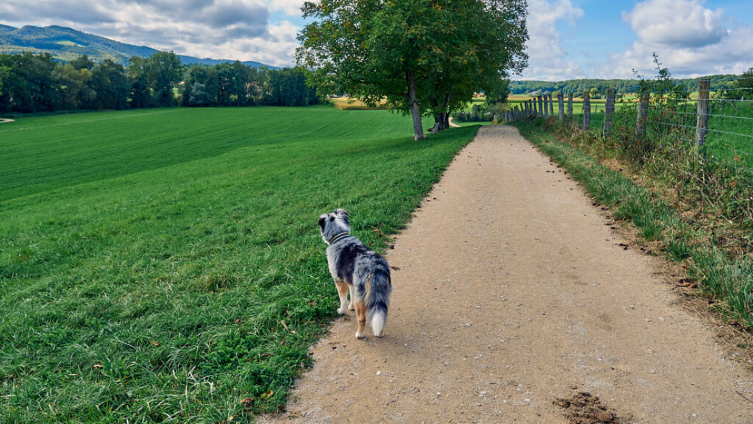 Ein guter Spaziergang