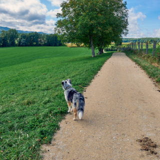 Ein guter Spaziergang