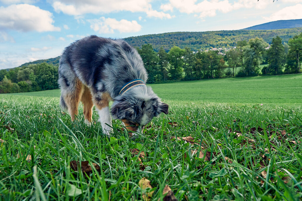 Schnüffeln