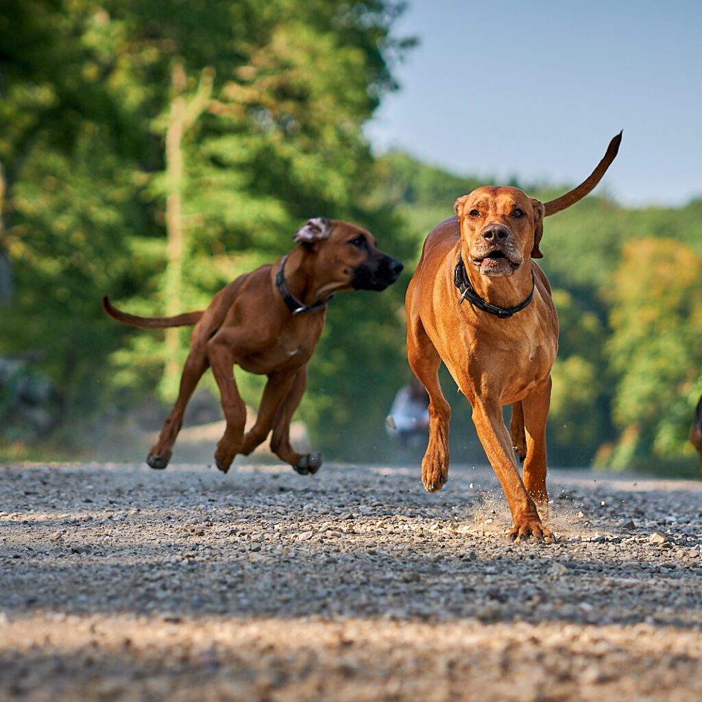 Ridgebacks